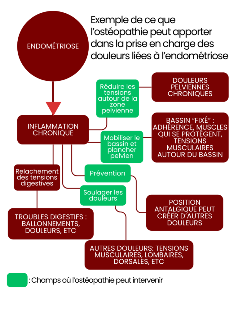 Le rôle de l'ostéopathie dans la prise en charge de l'endométriose